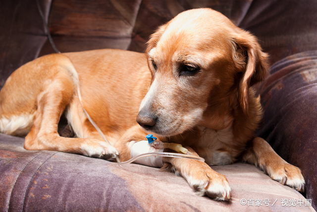 犬冠状病毒的这两大致命伪装,是耽误治疗和误诊的主要原因